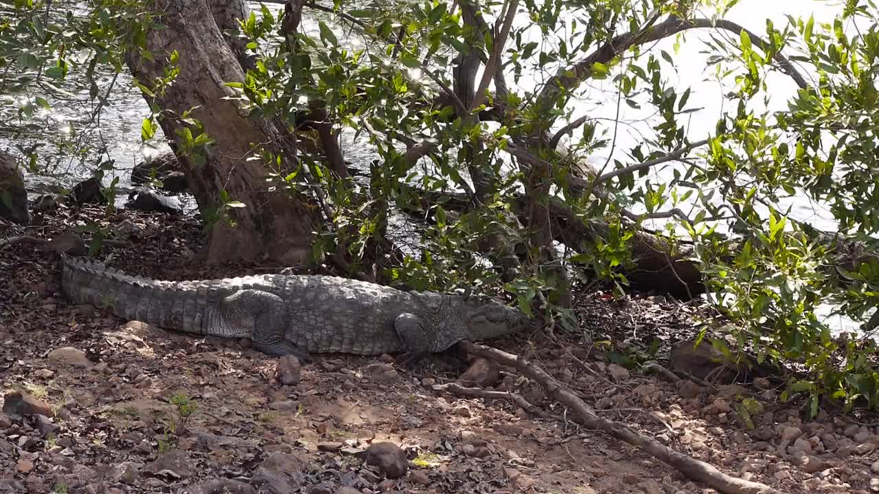 非洲——鳄鱼视频素材