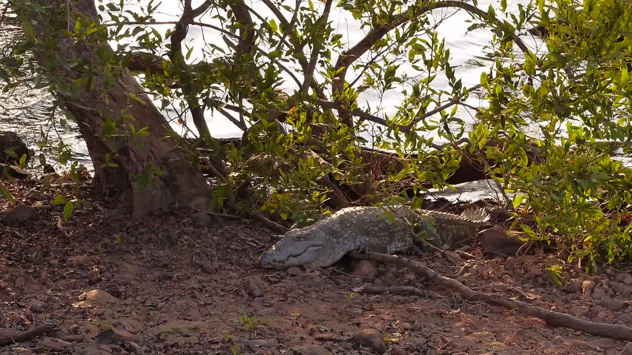 非洲——鳄鱼视频素材