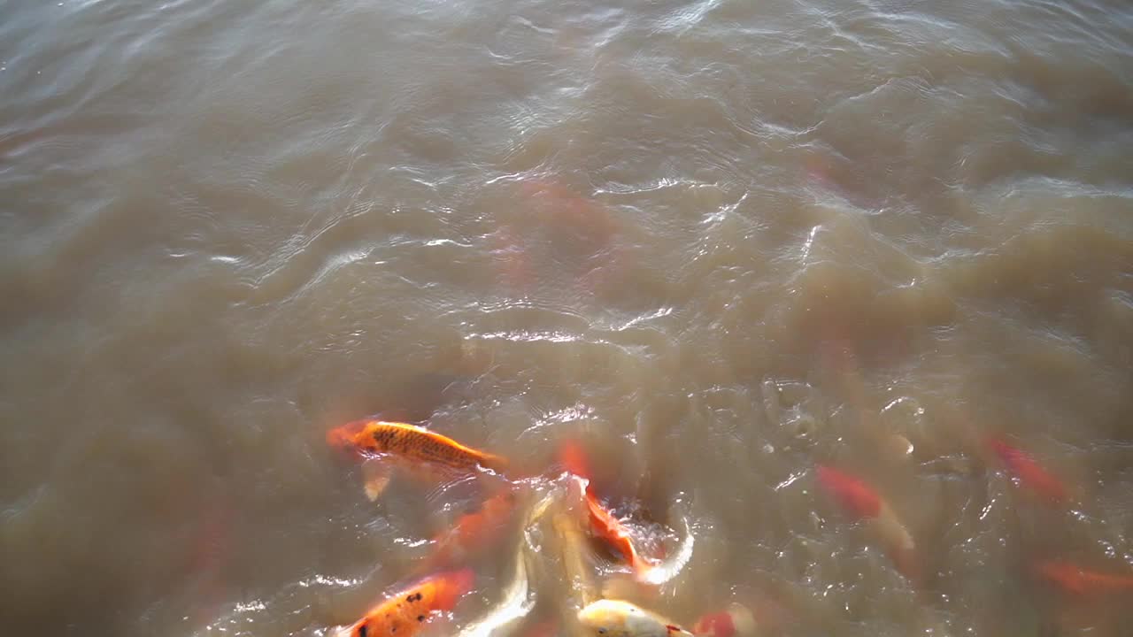 夏天五颜六色的锦鲤在湖里游泳。视频素材