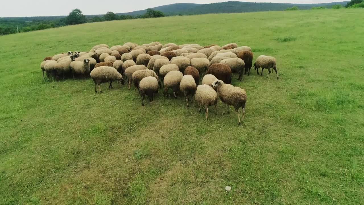 群绵羊视频素材