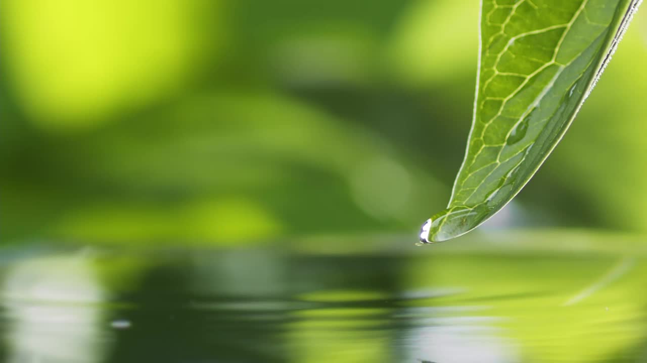 水珠慢慢地从绿叶上飞溅下来，落在湖面上。绿色的水飞溅自然背景。雨滴落池，夏雨轻视频素材