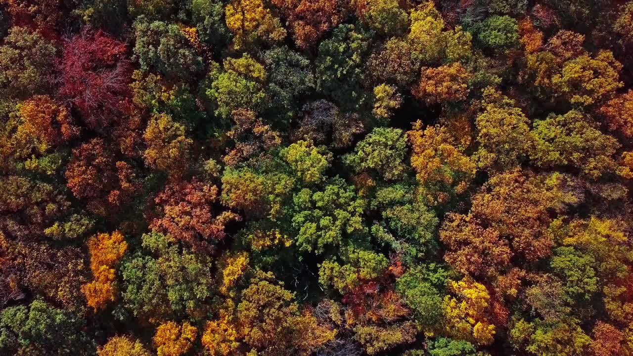 鸟瞰秋天森林顶部与轻风背景视频素材