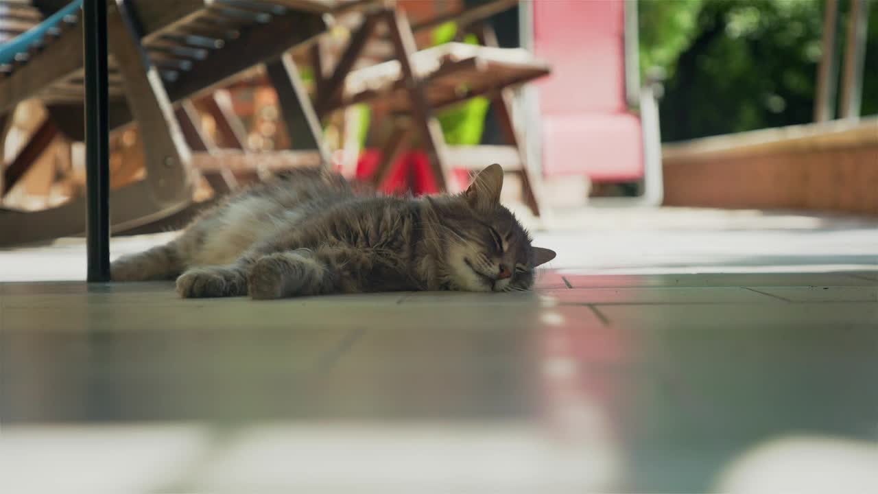 宠物收容所。一只毛茸茸的懒猫睡在地板上，吓得直发抖。动物保护日的概念视频素材