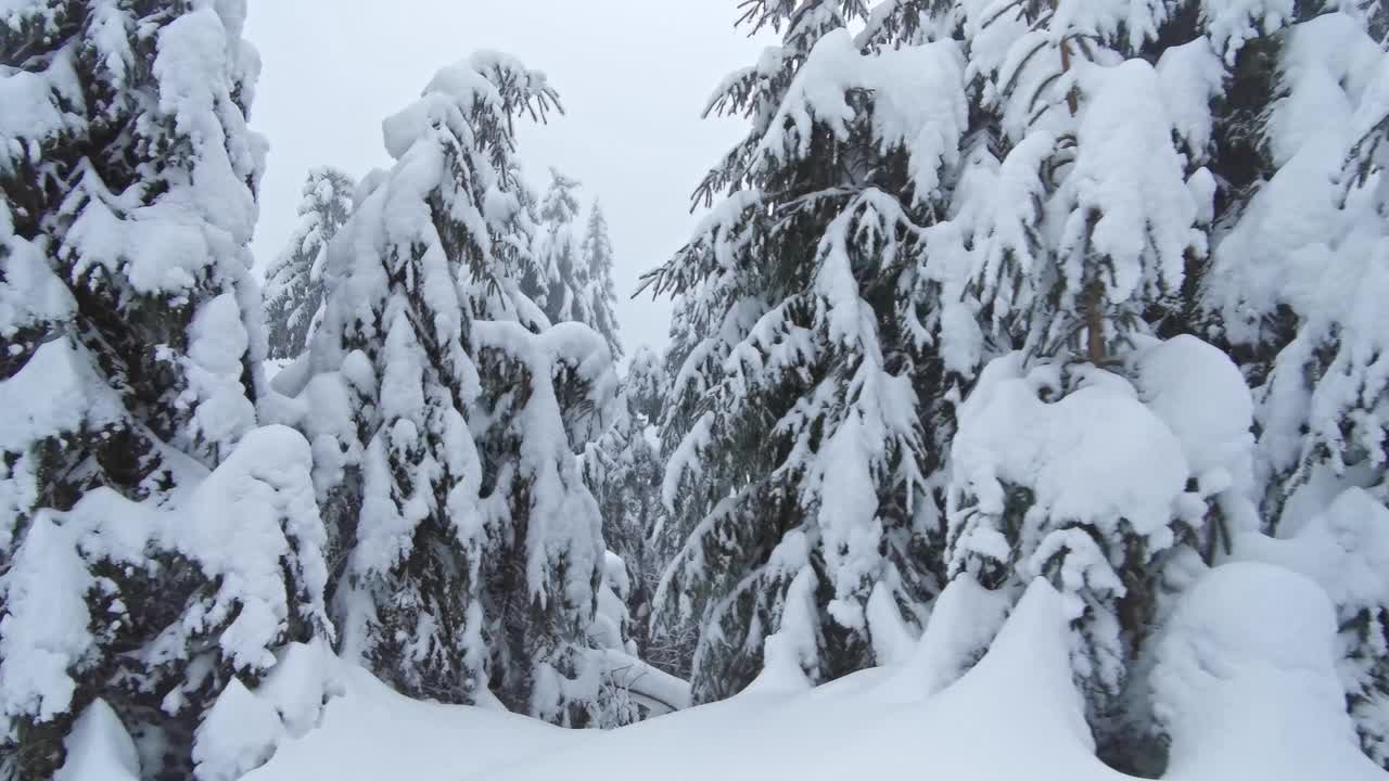 冬天的喀尔巴阡森林和白雪皑皑的冷杉在帕丽斯的一天视频素材