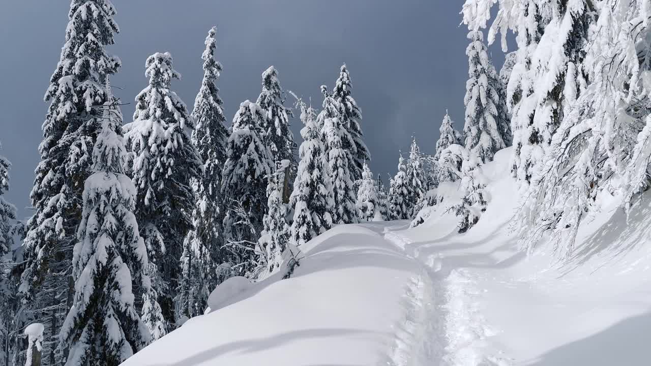 在喀尔巴阡山脉美丽的冬季森林远足。第一人称在冰雪覆盖的冷杉树之间行走。视频素材