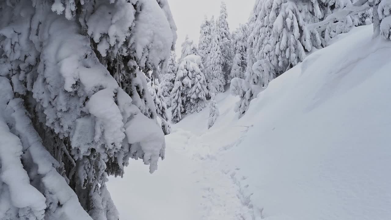 第一个人在冬天的森林里走在白雪覆盖的小路上。废票。视频素材