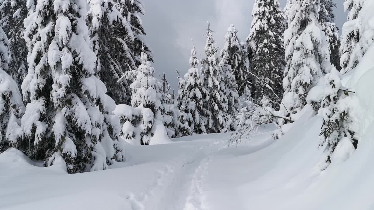 行走在冰雪覆盖的冷杉树之间。第一个人的观点。视频素材