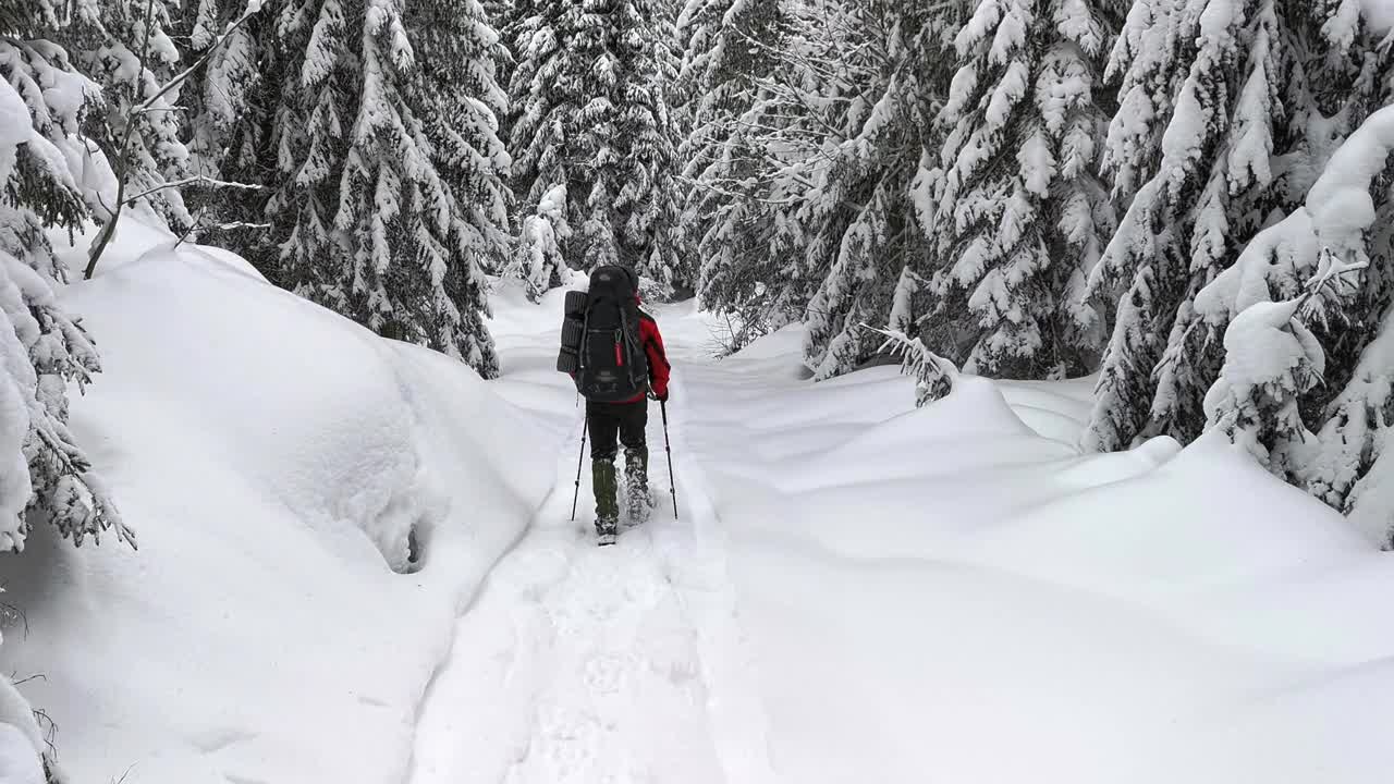 一名背着背包的游客在白雪皑皑的森林里走着。后视图。视频素材