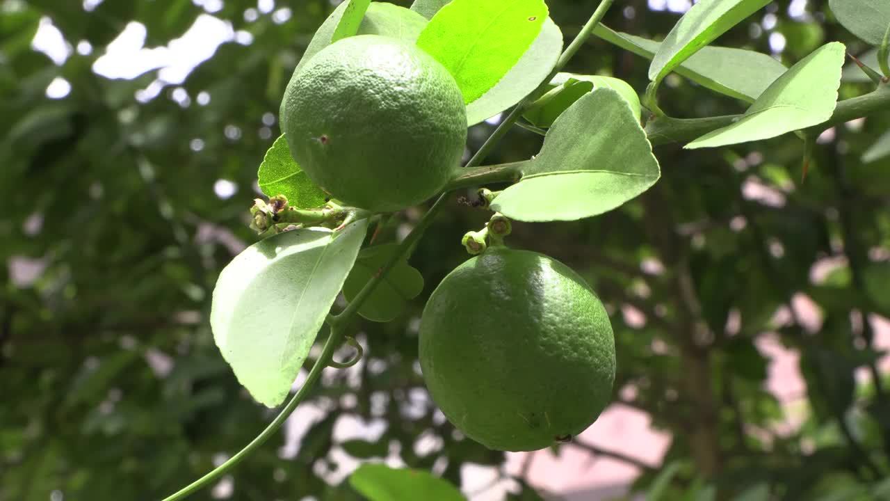 两个柠檬在阳光下自然地在树枝上成熟视频素材