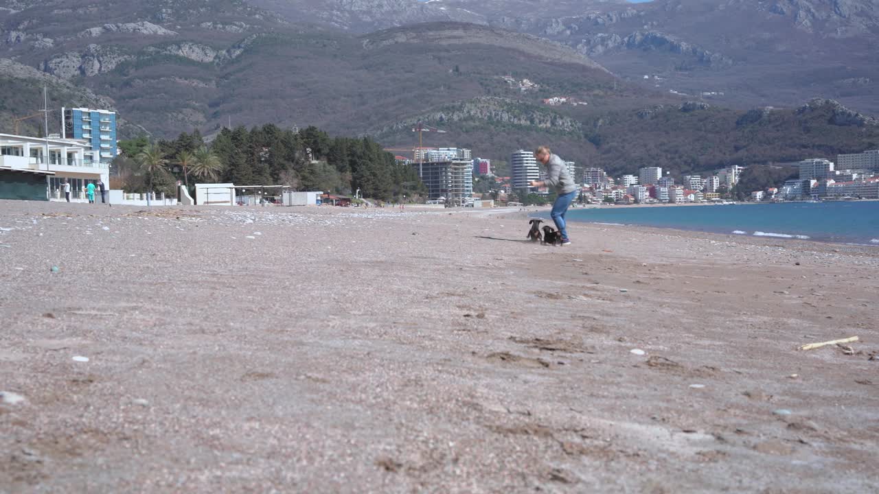 活跃的年轻金发女人穿着夹克和太阳镜慢跑与两个有趣的腊肠狗。宠物在训练中与主人一起奔跑，学习新的命令，携带拐杖视频素材