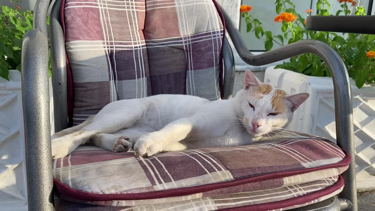 有趣的猫睡在椅子上。红白猫被惊醒了，非常愤怒。视频素材