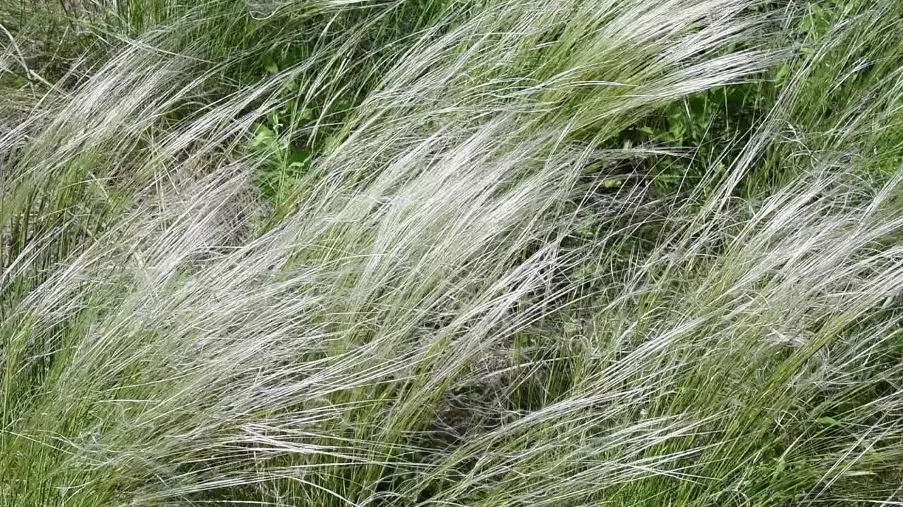 被称为墨西哥羽毛草的蒲苇随风摇摆视频素材