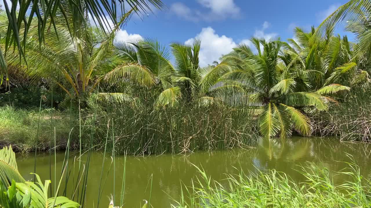 夏威夷椰子树环绕的秘密池塘视频素材