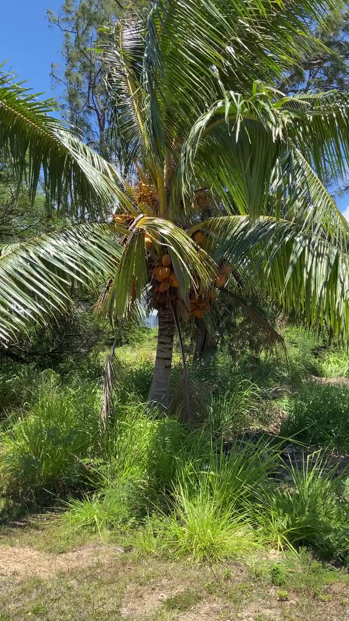 夏威夷摇晃的椰子树视频素材