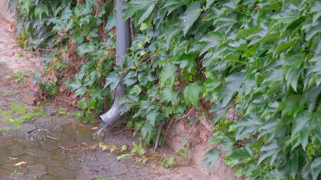 水从长满杂草的墙上的雨水沟里流出来视频下载