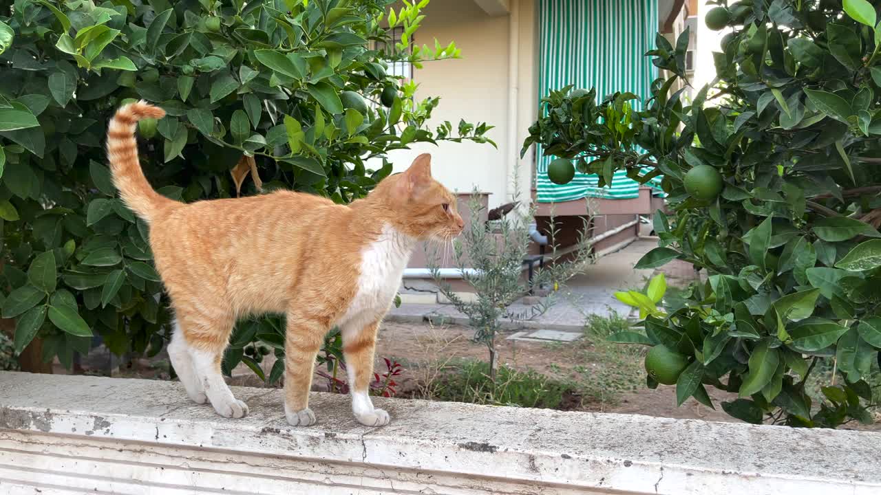 只流浪猫视频素材