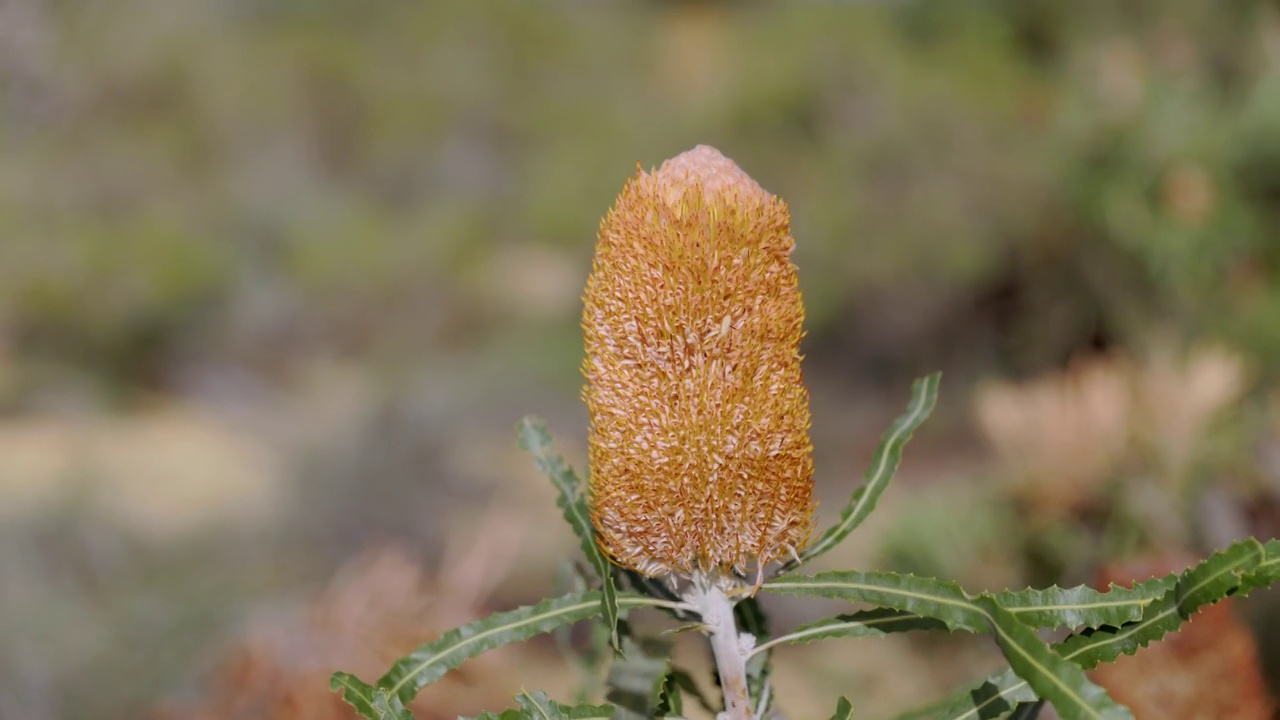 盛开的橡子花视频素材