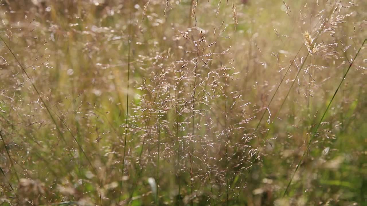 夏天傍晚，田野里金色的细细的圆锥视频素材