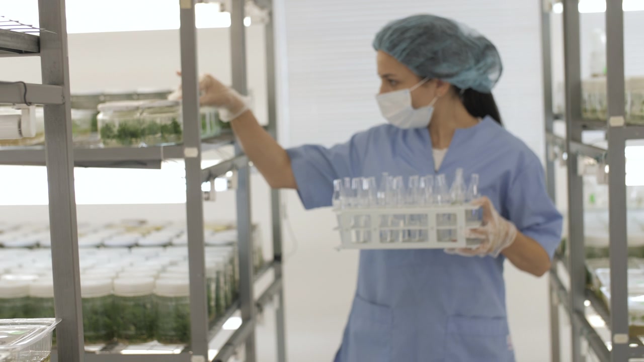 科学家在植物学实验室检查离体植物。视频素材画面3