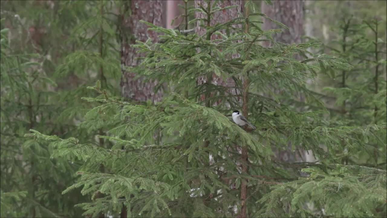 小的欧洲鸣禽柳山雀，栖息在爱沙尼亚针叶林的云杉树枝上视频素材