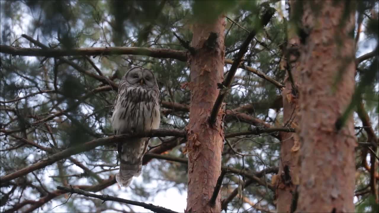 欧洲猛禽乌拉尔猫头鹰，在一个平静的夏夜休息在一棵大松树在一个古老的北方森林视频素材