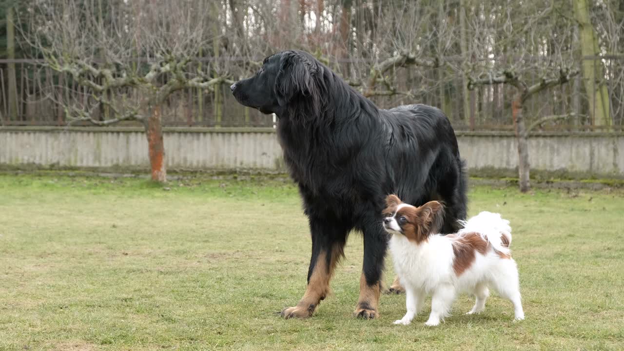 纯种幼犬Hovawart和小狗Papillon在花园里。狗的友谊概念。视频素材