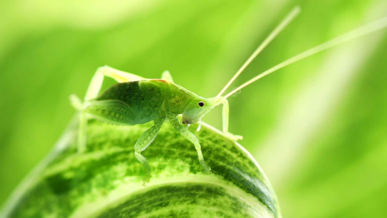 绿色的小蚱蜢在绿叶上视频下载