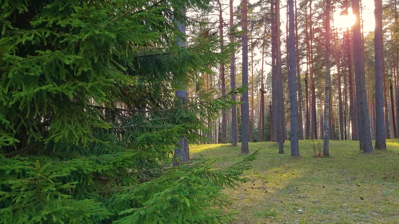 日落时的针叶林。云杉的树枝在阳光下随风摇摆。自然背景，慢动作。视频素材