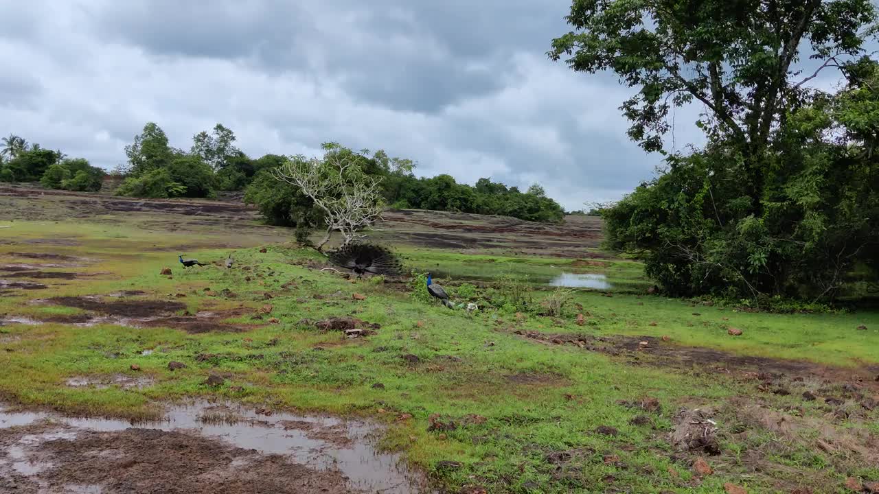 孔雀在雨云下的草地上快乐地奔跑跳舞。这美丽的景色是在喀拉拉邦的绿树丛中视频素材