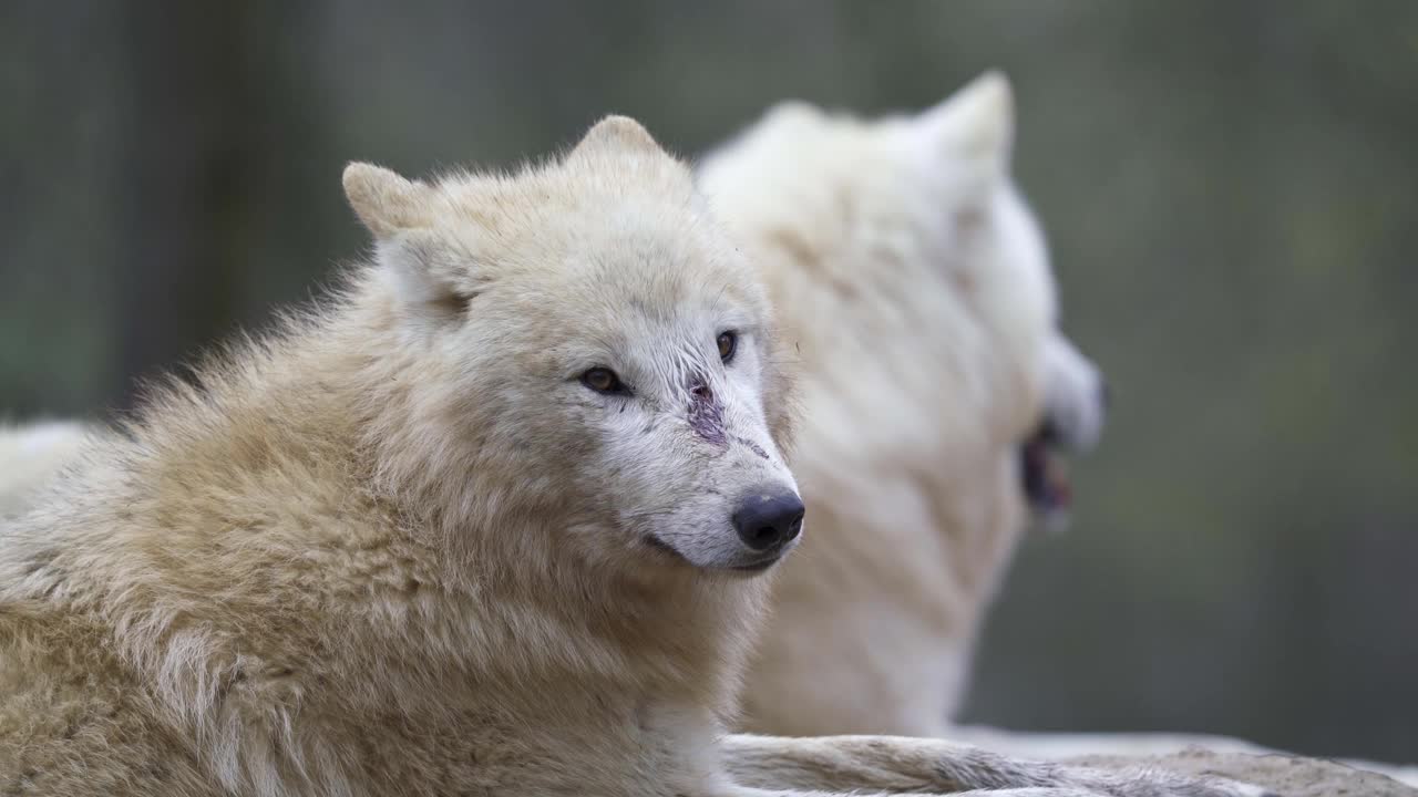 北极狼(Canis lupus arctos)，也称为白狼或极地狼视频素材