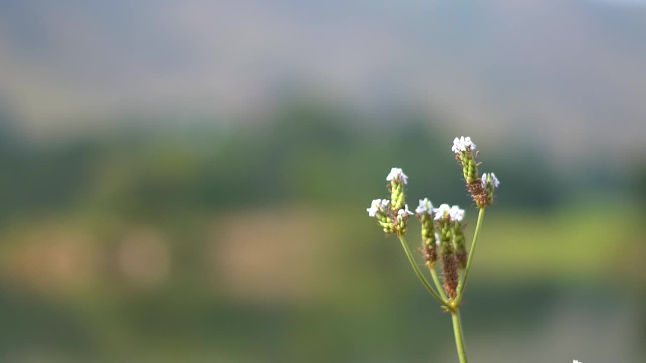 在印度拉贾斯坦邦的Kumbhalgarh，花的机架焦点和它背后的山视频素材