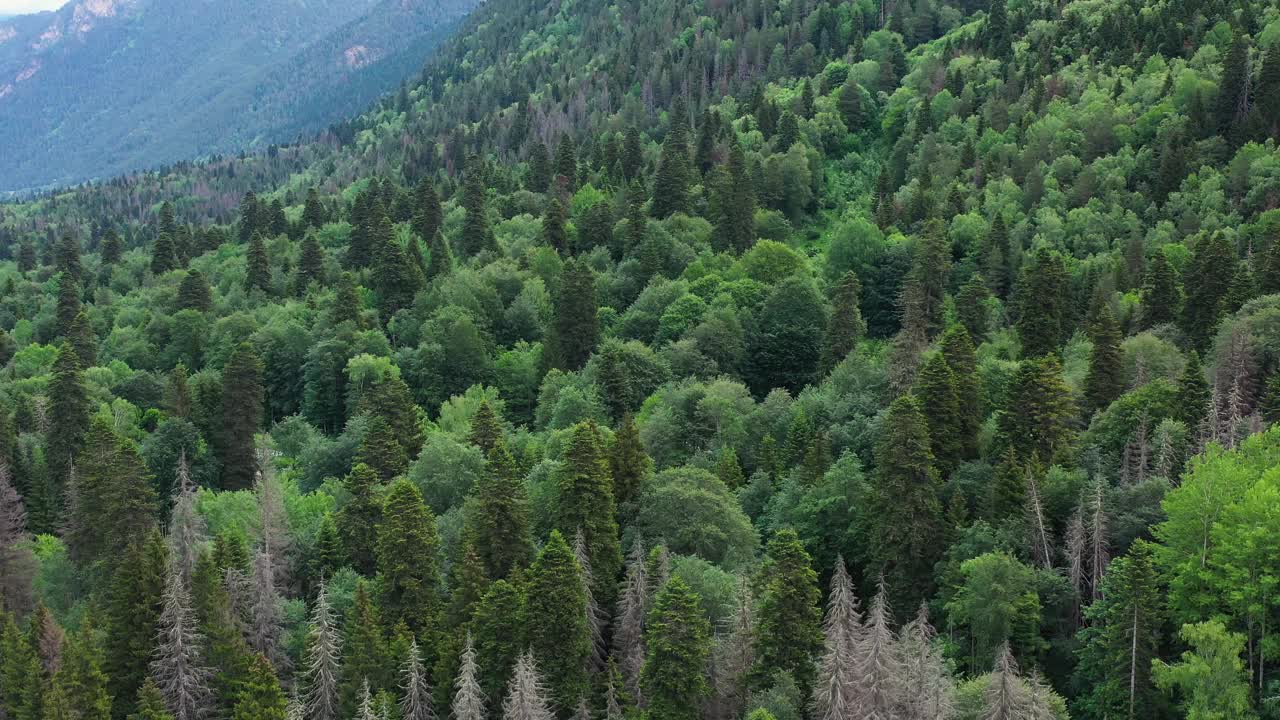 无人机在茂密的绿树顶上飞行，拍摄了茂密森林的树梢。鸟瞰美丽的山林视频素材