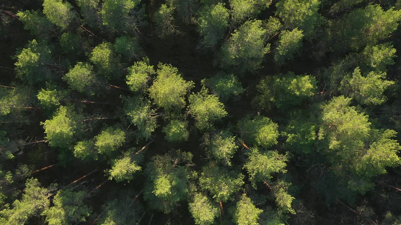 在一个阳光明媚的日子里，无人机在茂密森林的树梢上飞行。鸟瞰美丽的山林视频素材