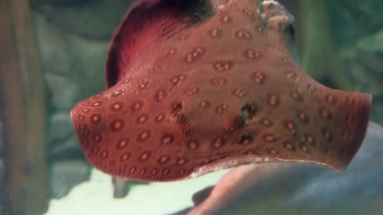 掠夺性的斜坡鱼在水族馆里游泳视频素材