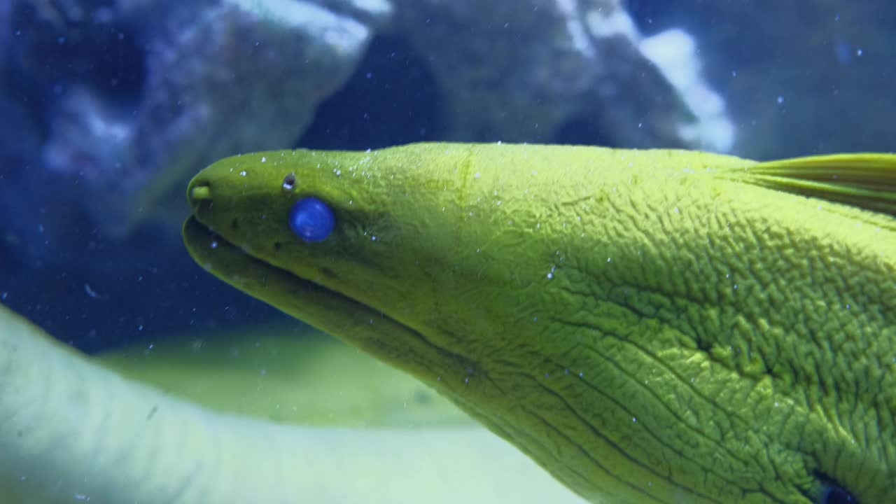 水族馆深处的绿色海鳗视频素材