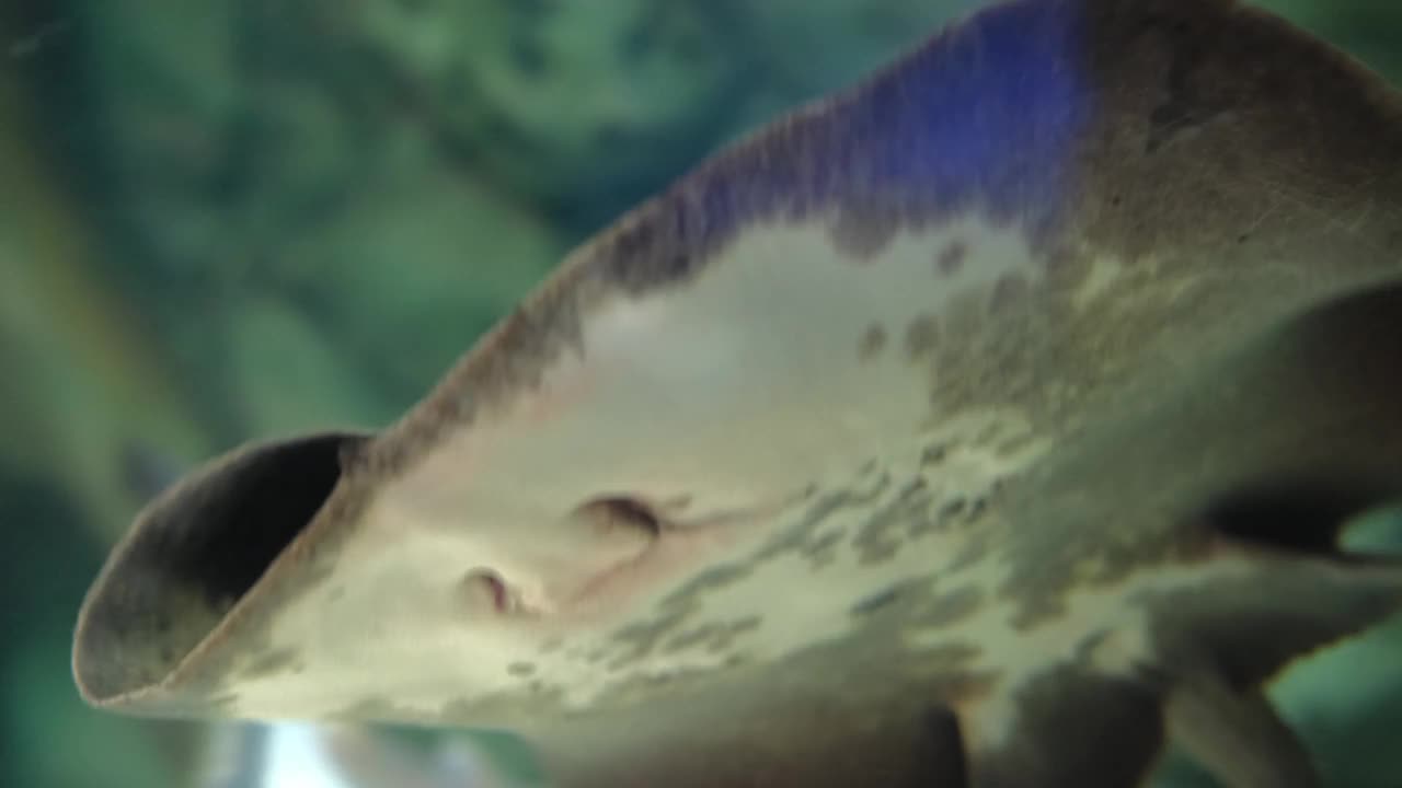 掠食性坡道鱼鱼在水族馆里游泳视频素材