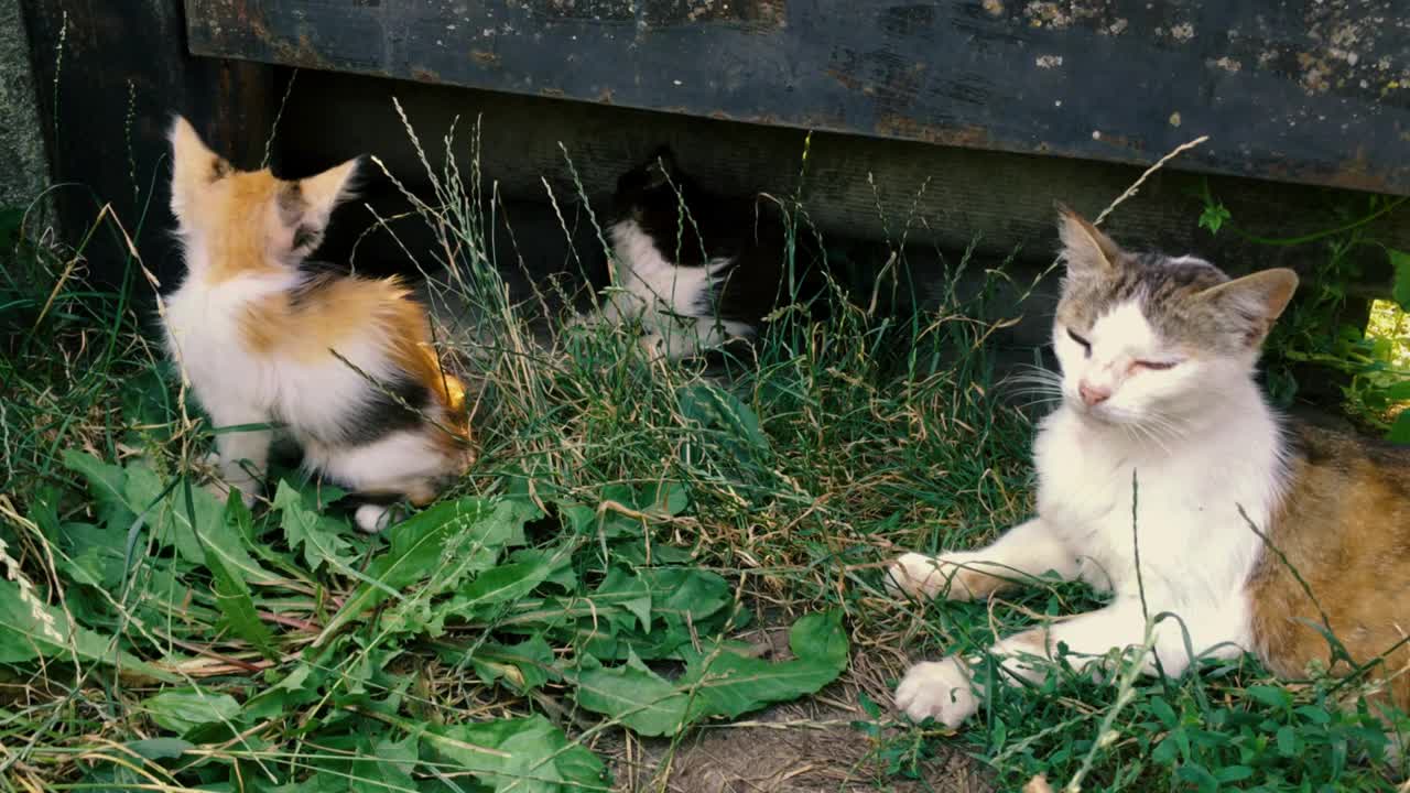 无家可归的野猫和小猫在篱笆或铁门附近的草地上。猫妈妈和她的小猫。视频素材