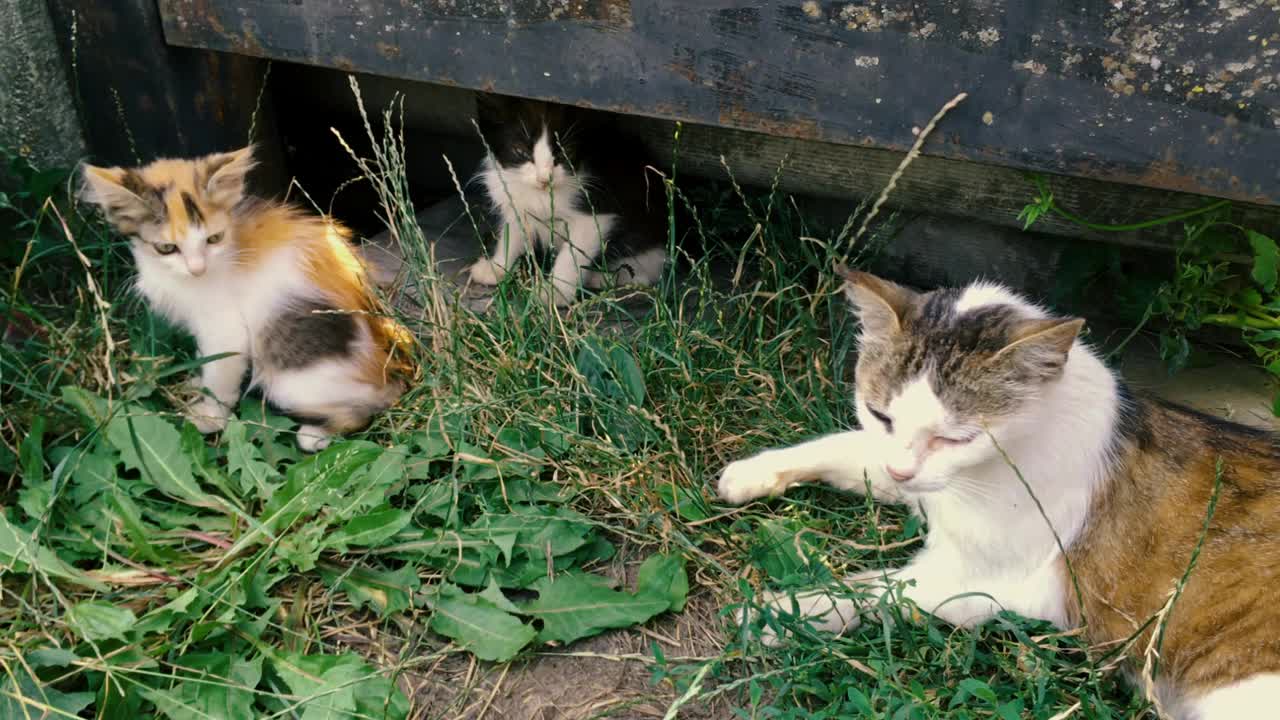 无家可归的野猫和小猫在篱笆或铁门附近的草地上。猫妈妈和她的小猫。视频素材