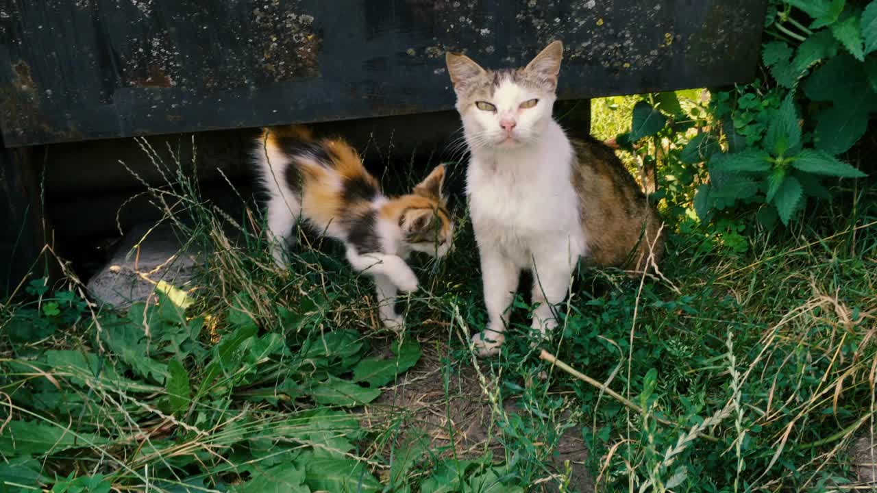 无家可归的野猫和小猫在篱笆或铁门附近的草地上。猫妈妈和她的小猫。视频素材