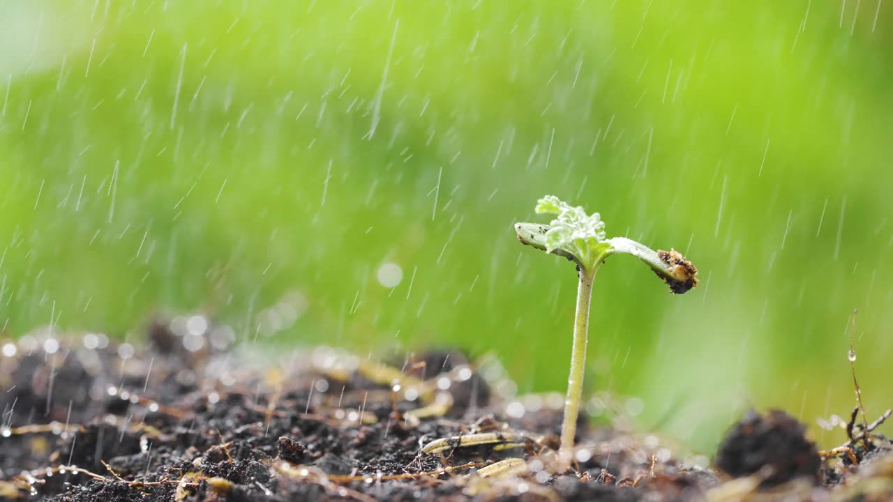 雨中的幼苗视频素材画面1