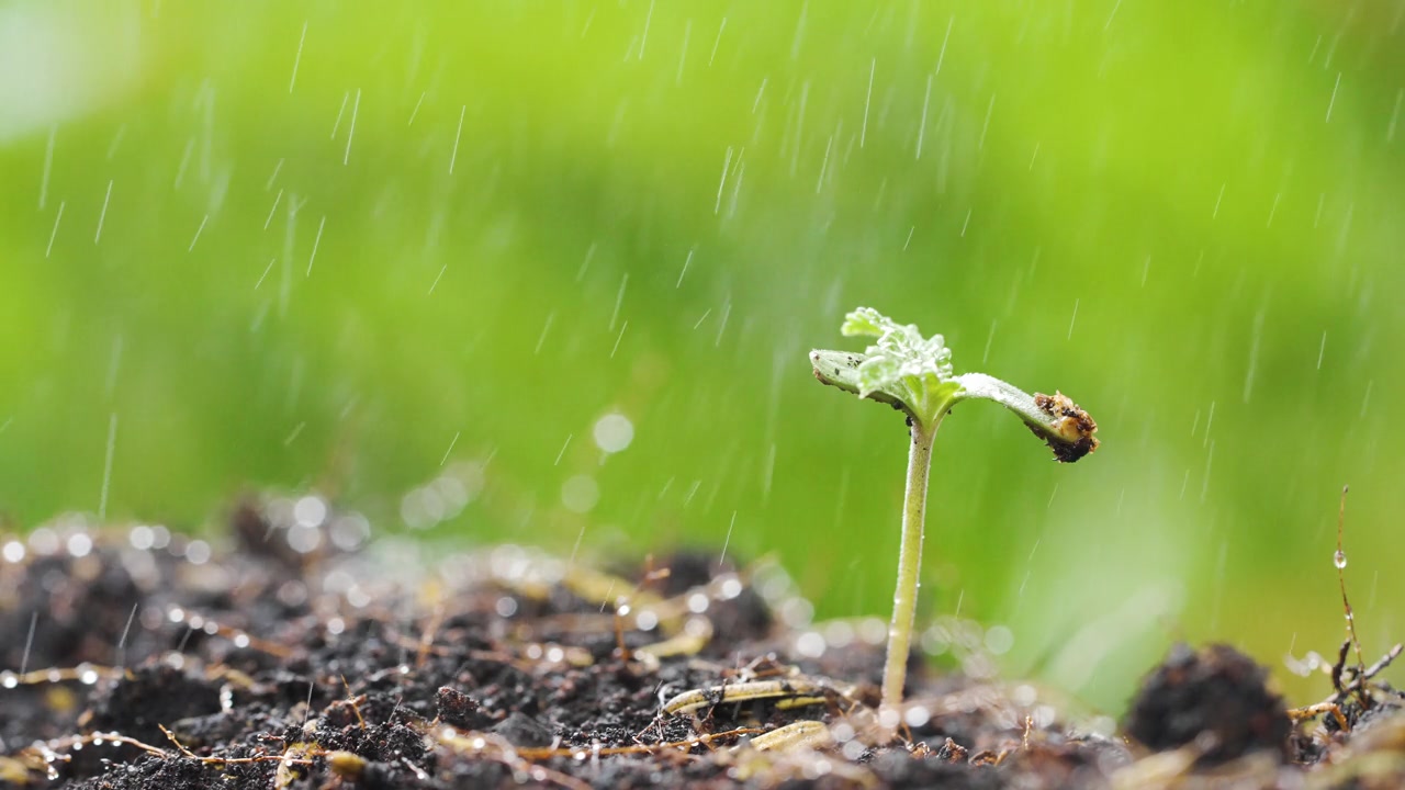 雨中的幼苗视频素材画面2