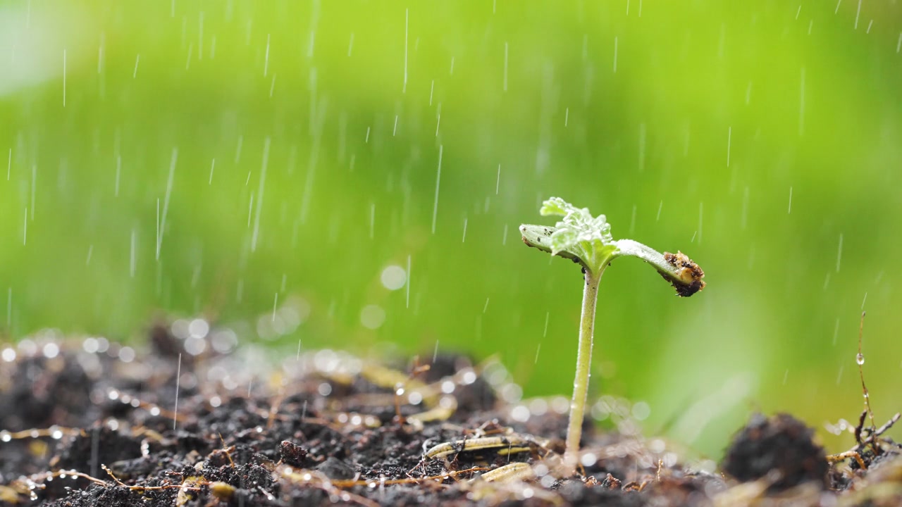 雨中的幼苗视频素材画面3