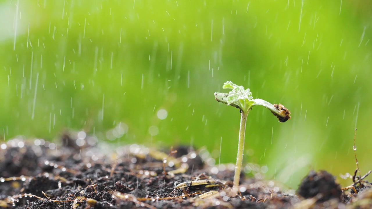 雨中的幼苗视频素材画面4