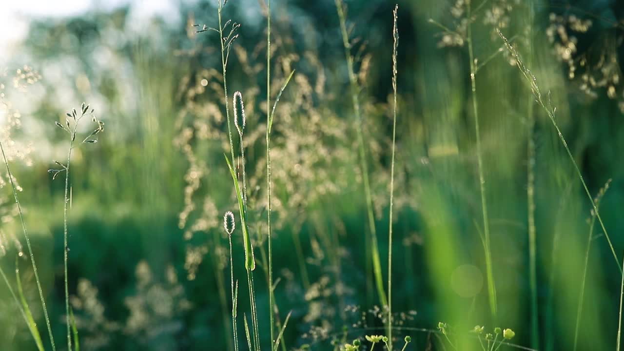 夏日里，绿草和风中的圆锥视频素材