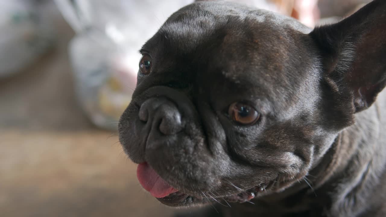 一只可爱的狗狗的特写照片，黑色的法国斗牛犬在地板上。视频素材