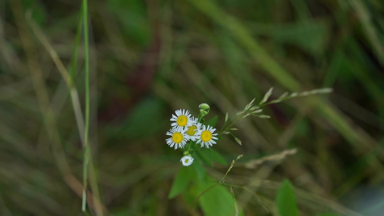 甘菊花在绿草如茵的草地上视频素材