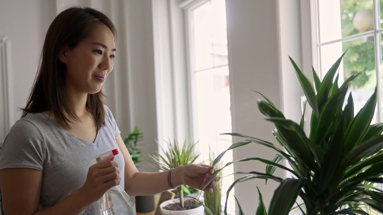 日本妇女在家里给植物浇水视频素材