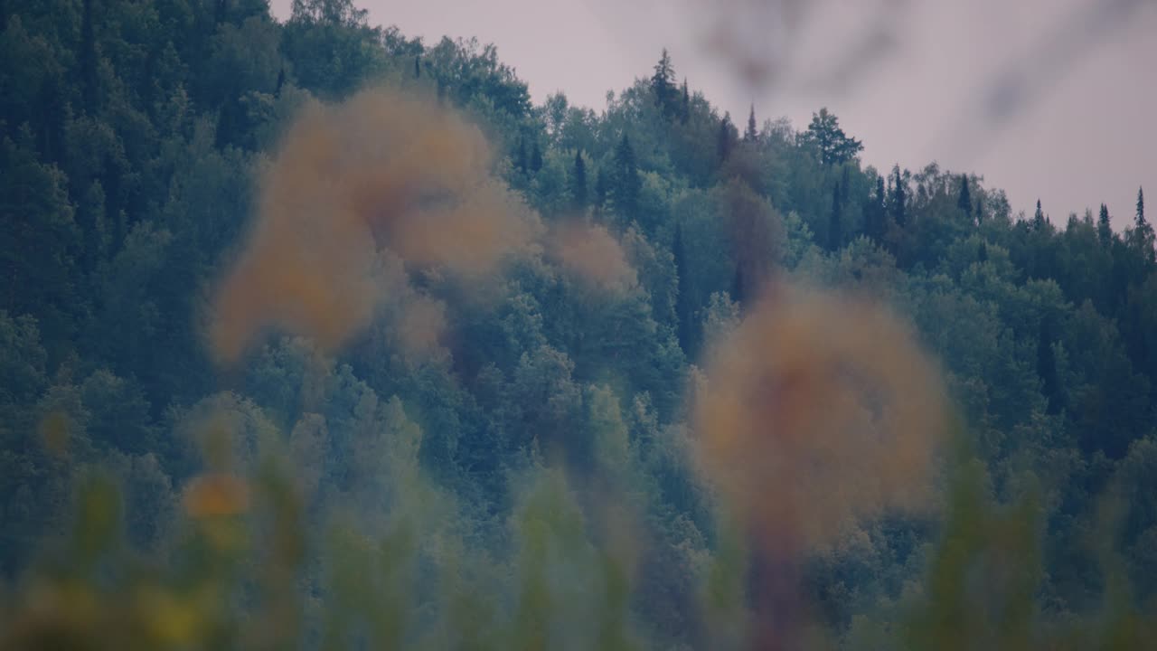 野生植物和针叶林。剪辑有焦距视频素材