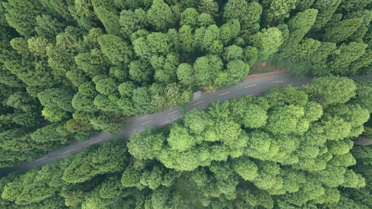 森林中道路的鸟瞰图视频素材