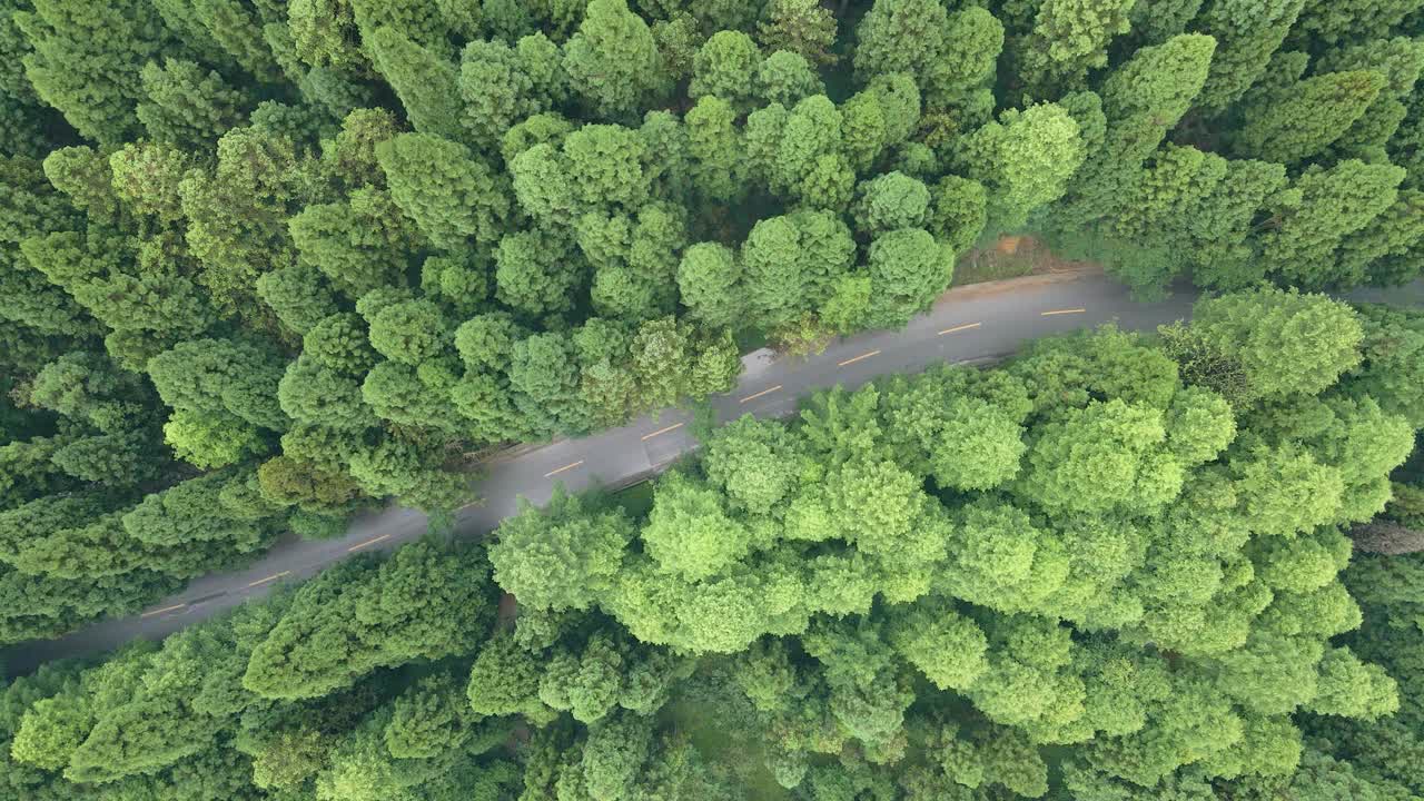 森林中道路的鸟瞰图视频素材